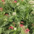 Achillea Summer Wine 2