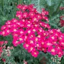 Achillea Summer Wine
