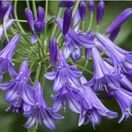 Agapanthus Purple Cloud