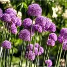 Allium Giganteum