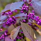 Callicarpa Profusion