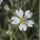 Cerastium tomentosum
