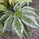 Fatsia Spiders Web