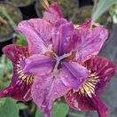 Iris Miss Apple 2
