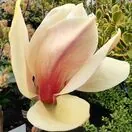 Magnolia Sunsation