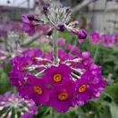 Primula beesiana