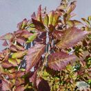 Buy Prunus incisa 'Kojo-no-mai' (Fuji Cherry) online from Jacksons Nurseries