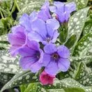 Pulmonaria Trevi Fountain