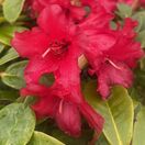 Rhododendron Elizabeth
