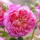 Rose Emma Bridgewater