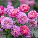 Rose Emma Bridgewater 2