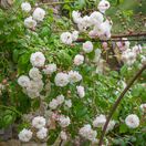 Rose Felicite Et Perpetue 2