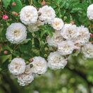 Rose Felicite Et Perpetue 4