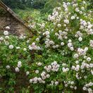 Rose Felicite Et Perpetue 7