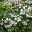 Rose Felicite Et Perpetue 8