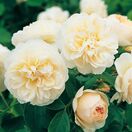 Rose Lichfield Angel 1