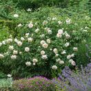 Rose Lichfield Angel 3