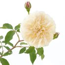 Rose Lichfield Angel 4