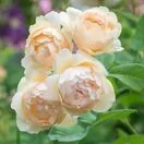 Rose Wollerton Old Hall