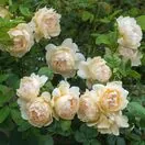 Rose Wollerton Old Hall 3