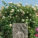 Rose Wollerton Old Hall 4