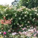 Rose Wollerton Old Hall 6