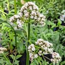 Valerian officinalis 2