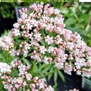 Valerian officinalis