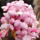 Viburnum Dawn