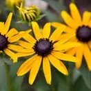 Rudbeckia Little Goldstar
