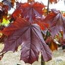 Buy Acer platanoides Crimson King (Norway Maple) online from Jacksons Nurseries