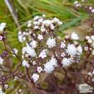 Buy Ageratina altissima 'Chocolate' (syn. Eupatorium) (White Snake Root) online from Jacksons Nurseries