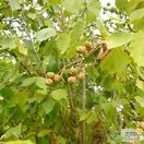 Buy Alnus incana Aurea at Jacksons Nurseries