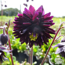 Buy Aquilegia vulgaris var. stellata ‘Black Barlow’ (Granny's Bonnet) online from Jacksons Nurseries