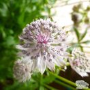 Buy Astrantia major subsp. involucrata Shaggy (Masterwort) online from Jacksons Nurseries