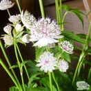 Buy Astrantia major subsp. involucrata Shaggy (Masterwort) online from Jacksons Nurseries