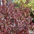 Buy Berberis thunbergii atropurpurea Red Chief (Barberry) online from Jacksons Nurseries.
