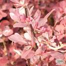 Buy Berberis thunbergii f. atropurpurea Rose Glow (Barberry) online from Jacksons Nurseries