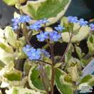 Buy Brunnera macrophylla Hadspen Cream (Siberian bugloss) online from Jacksons Nurseries
