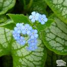 Buy Brunnera macrophylla Jack Frost (Siberian bugloss) online from Jacksons Nurseries