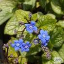Buy Brunnera macrophylla Looking Glass (Siberian bugloss) online from Jacksons Nurseries