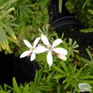 Buy Choisya x dewitteana White Dazzler (Mexican Orange Blossom) online from Jacksons Nurseries