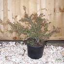 Buy Cotoneaster atropurpureus Variegatus (Cotoneaster) online from Jacksons Nurseries