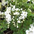 Buy Exochorda The Bride from Jacksons Nurseries