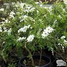 Buy Exochorda The Bride from Jacksons Nurseries