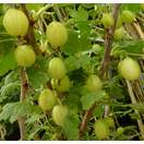 Buy Gooseberry Invicta online from Jacksons Nurseries