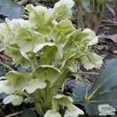 Buy Helleborus argutofolius (Corsican Hellebore) online from Jacksons Nurseries