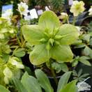 Buy Helleborus niger (Black Hellebore / Christmas Rose) online from Jacksons Nurseries
