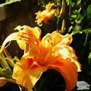 Buy Hemerocallis fulva 'Flore Pleno' (Daylilly) online from Jacksons Nurseries