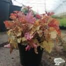 Heuchera Marmalade 7